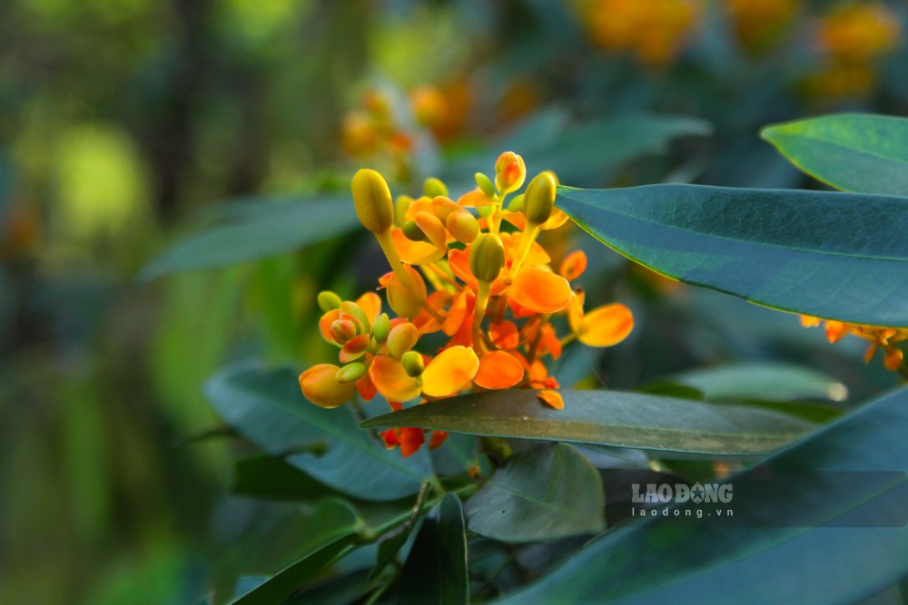 Theo người dân địa phương, hoa trang rừng là loài cây quen thuộc với đời sống sinh thái của rừng. Ảnh: Thanh Huyền