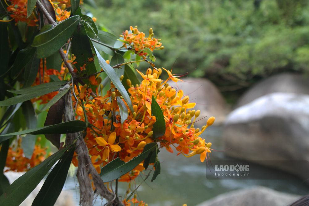 Cụm hoa rực rỡ phản chiếu xuống dòng suối trong veo, hòa cùng tiếng nước chảy và âm thanh của núi rừng. Ảnh: Thanh Huyền