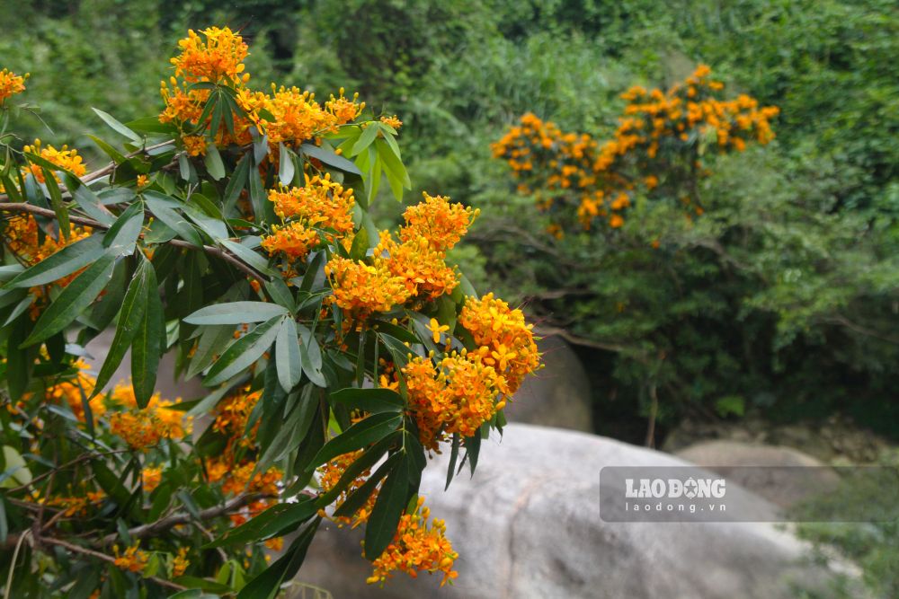 The red-orange color of the forest flower stands out in the green of the great forest, creating a pristine scene. Photo: Thanh Huyen
