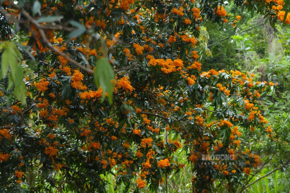 Những cánh rừng màu xanh được tô điểm thêm sắc cam rực rỡ của hoa trang rừng. Ảnh: Thanh Huyền