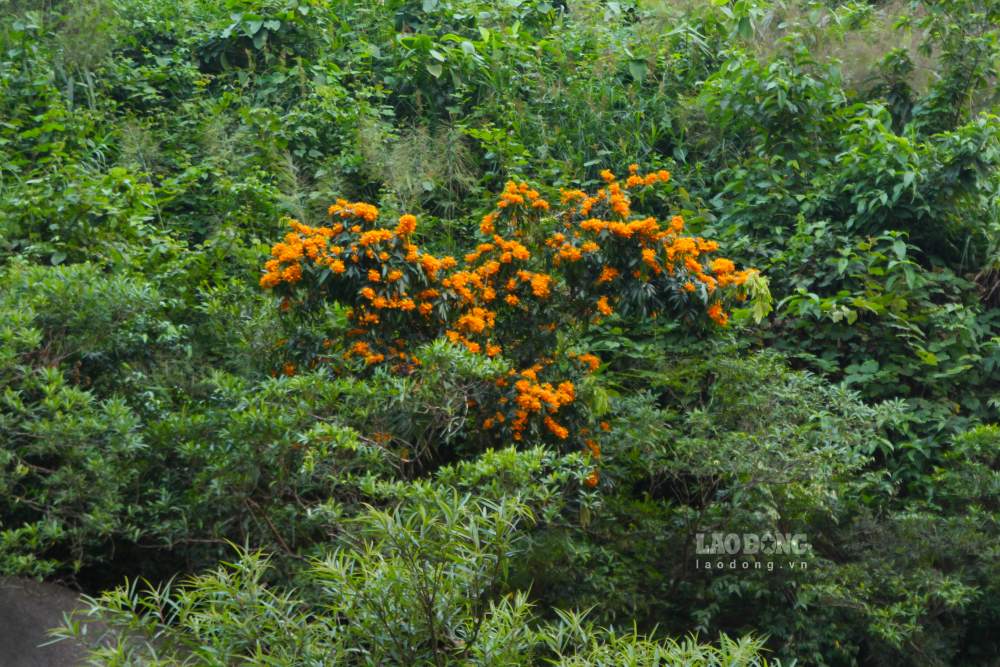 Loài hoa trang rừng hay còn gọi với cái tên là hoa trang nước. Ảnh: Thanh Huyền