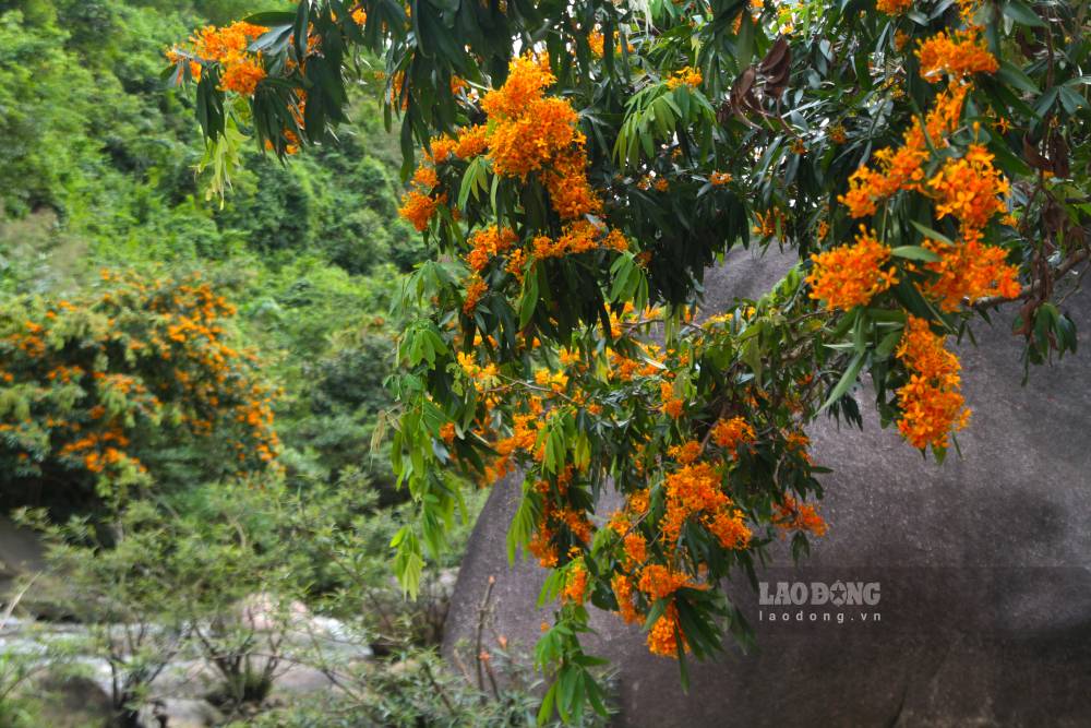Cây hoa trang rừng thường mọc thành bụi, cao khoảng 3-5 mét, thân nhỏ nhưng cứng cáp. Ảnh: Thanh Huyền
