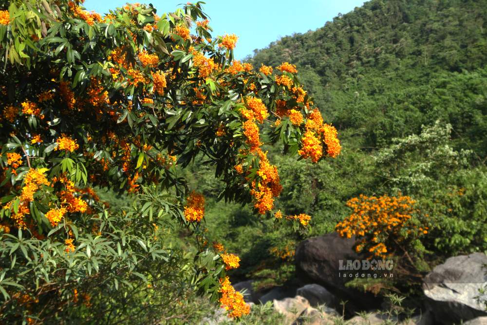 Hoa trang rừng bung nở, khoe sắc trên những cánh rừng phía Tây TP Đà Nẵng. Ảnh: Thanh Huyền
