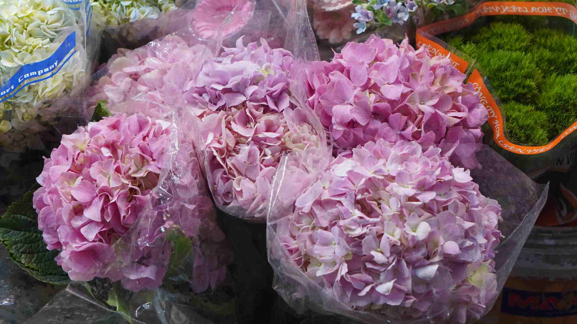 Cẩm tú cầu thường được chọn làm quà tặng dành cho mẹ hoặc người thân trong ngày Quốc tế Phụ nữ. Ảnh; Minh Vũ