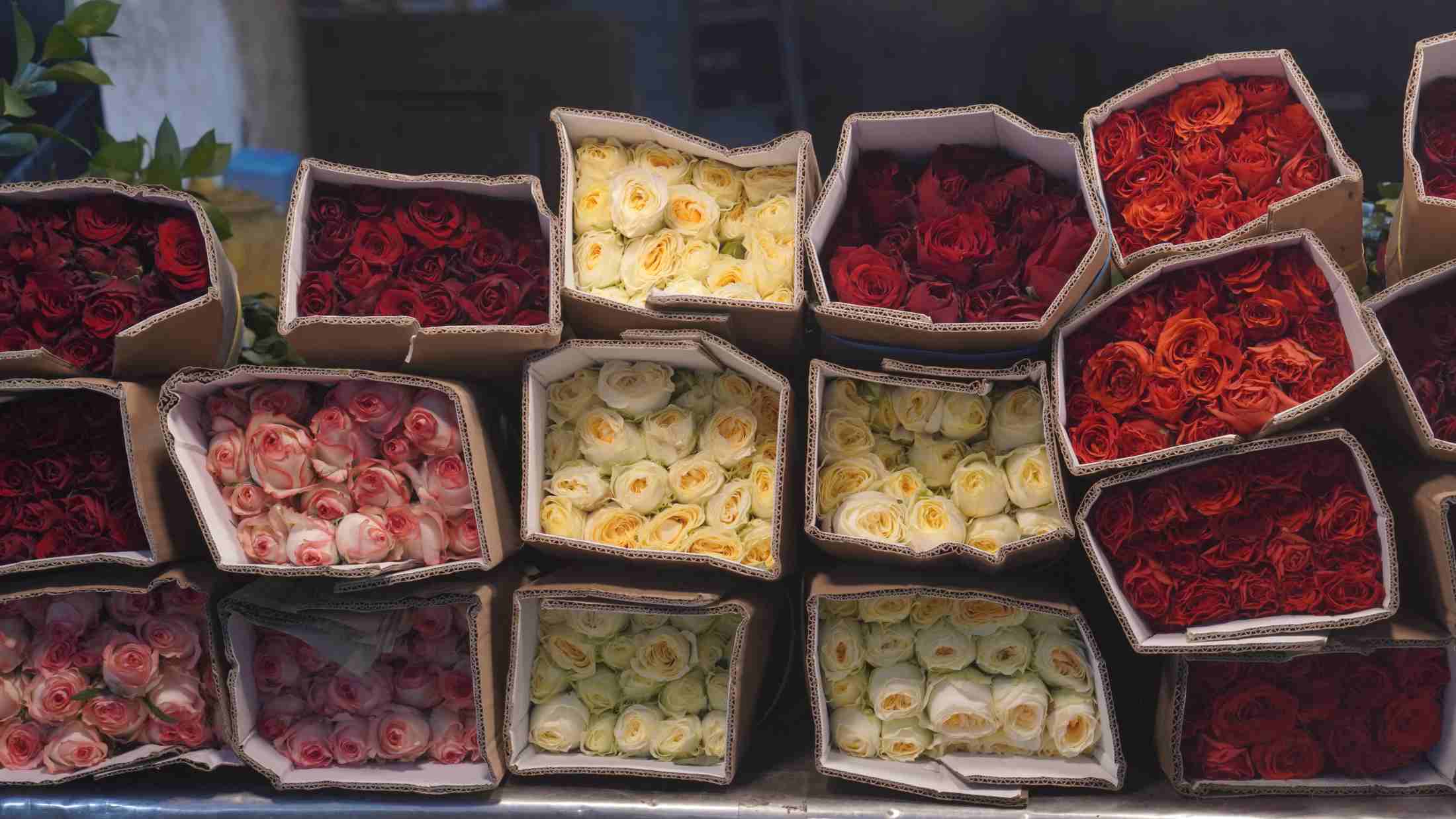Hoa hồng - biểu tượng quen thuộc của tình yêu và sự ngưỡng mộ – luôn chiếm vị trí nổi bật trong các gian hàng hoa ngày 8/3. Ảnh: Minh Vũ 