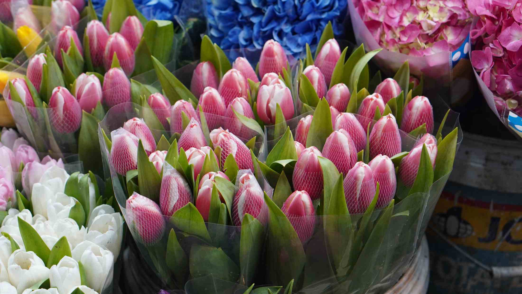 Tulip với dáng hoa thanh thoát tượng trưng cho tình yêu hoàn hảo và vẻ đẹp thanh lịch. Ảnh: Minh Vũ