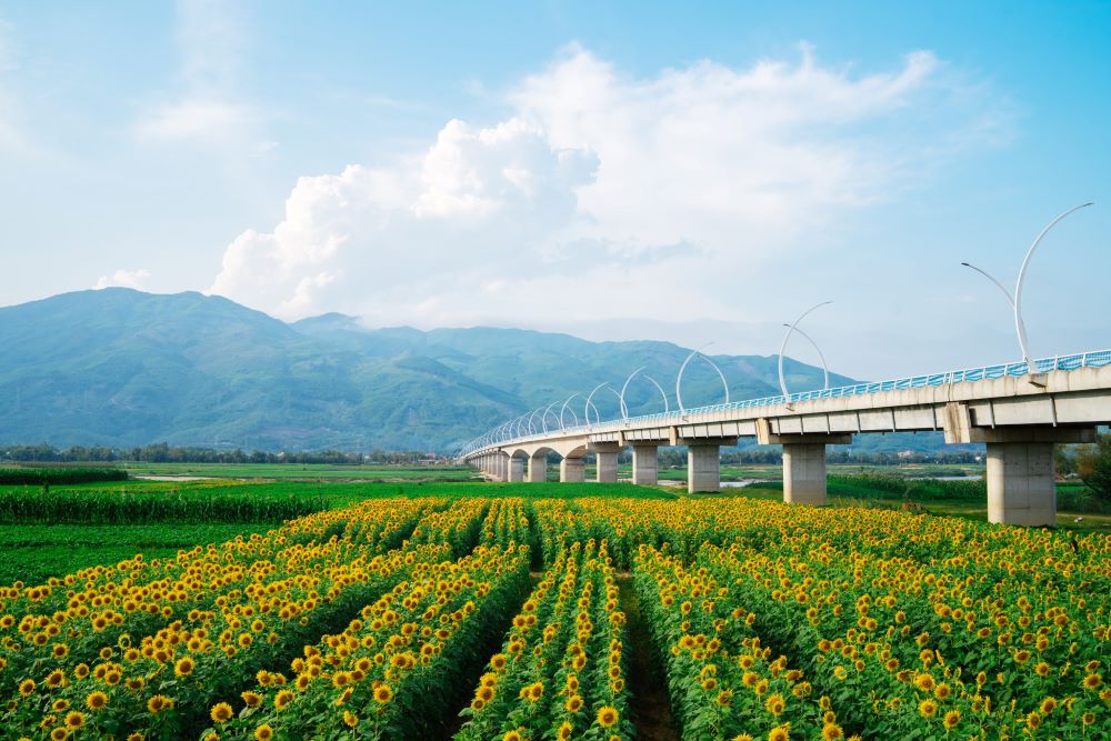 Vườn hoa hướng dương tại xã Vu Gia. Ảnh: Nguyễn Nhật Ánh