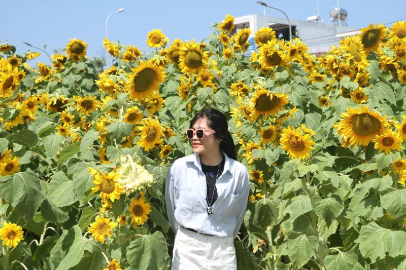 Cánh đồng hoa hướng dương tại phường Ngũ Hành Sơn (TP Đà Nẵng) cũng thu hút người dân và du khách từ sau dịp Tết Nguyên đán. Ảnh: Thanh Huyền