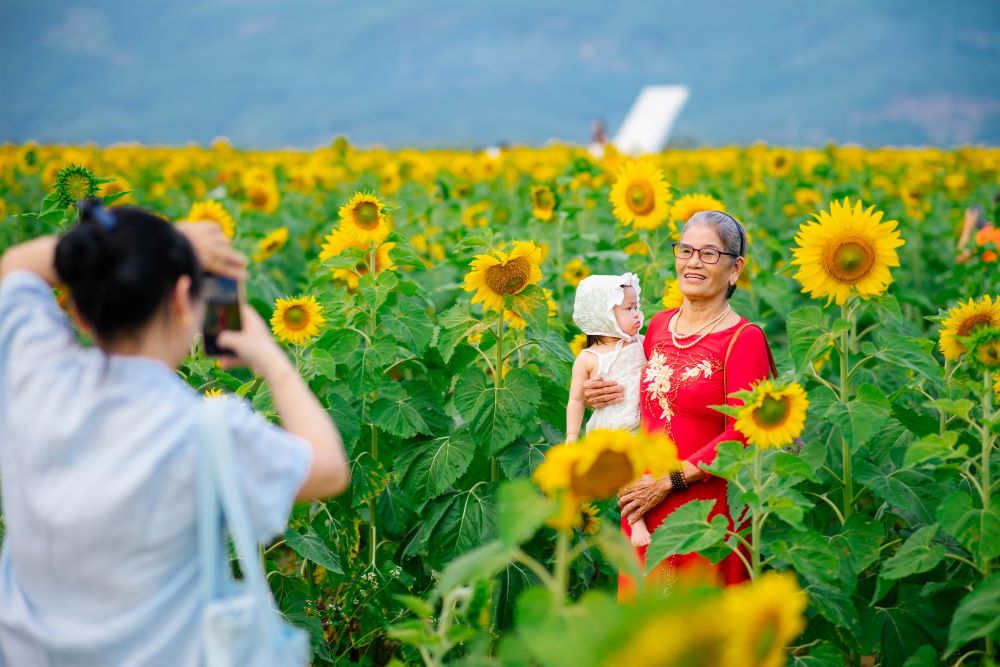 People are surprised by the blooming sunflower garden in the suburbs of Da Nang. Photo: Nguyen Nhat Anh