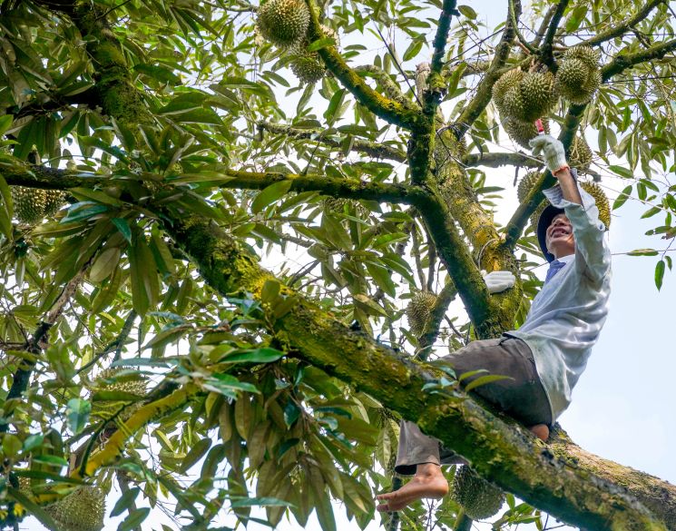 Nhà vườn thu hoạch sầu riêng nghịch vụ tại xã Đại Hải (TP Cần Thơ). Ảnh: Phương Anh