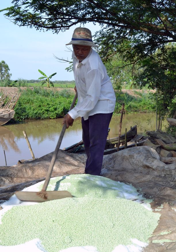 Cung cấp phân bón qua rễ mang lại hiệu quả cao nhất cho cây sầu riêng. Ảnh: Thanh Mai 