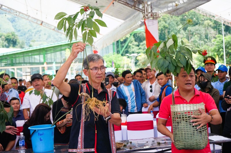 Tri thức dân gian về sâm Ngọc Linh được công nhận là di sản quốc gia tháng 6.2025. Ảnh: Nguyễn Hoàng 