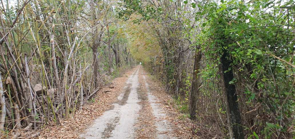 Khu vực giáp ranh Vườn chim Bạc Liêu nhiều cây cối đã khô cằn dễ cháy. Ảnh: Nhật Hồ.