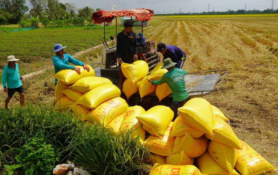 Mô hình canh tác lúa chất lượng cao tại HTX Nông nghiệp Nghĩa Thắng (phường Mỹ Xuyên, TP Cần Thơ). Ảnh: Phương Anh