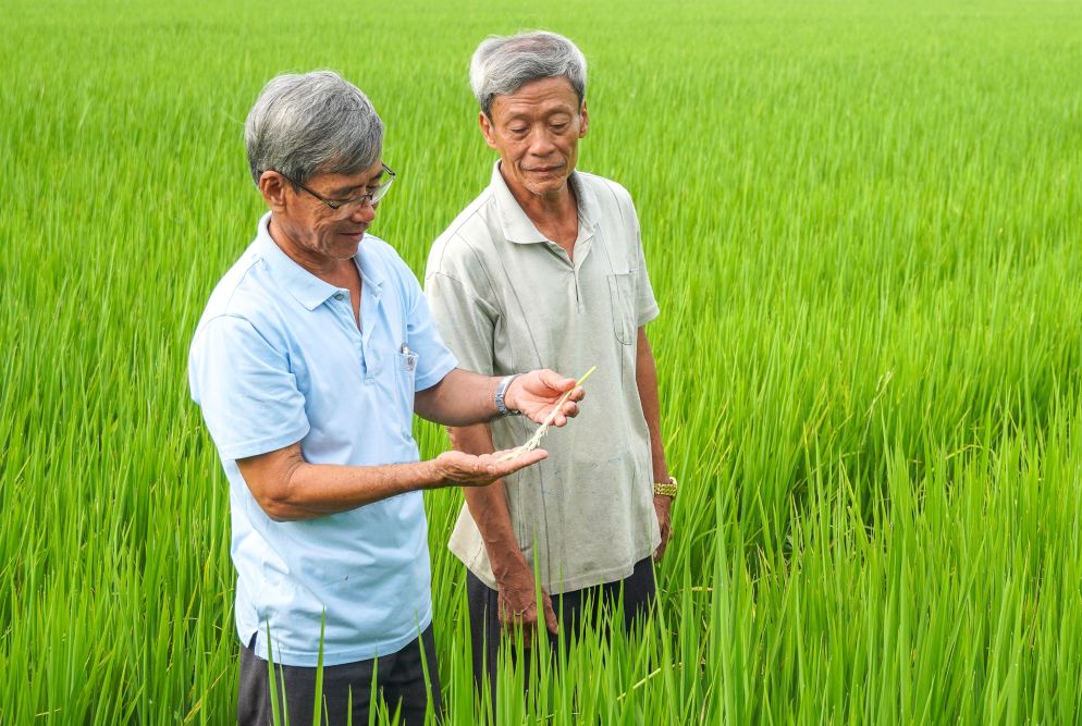 Những nông dân thông thái trên đồng ruộng