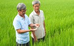 Những nông dân thông thái trên đồng ruộng