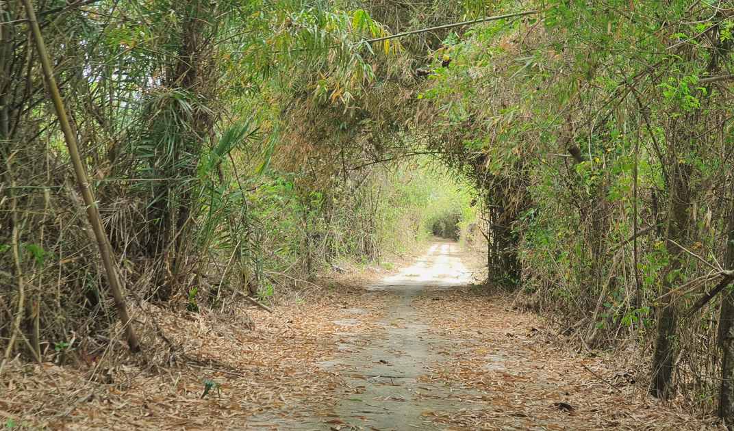 Vùng đêm Vườn chim Bạc Liêu trông hoang sơ, rất đẹp. Ảnh: Nhật Hồ.