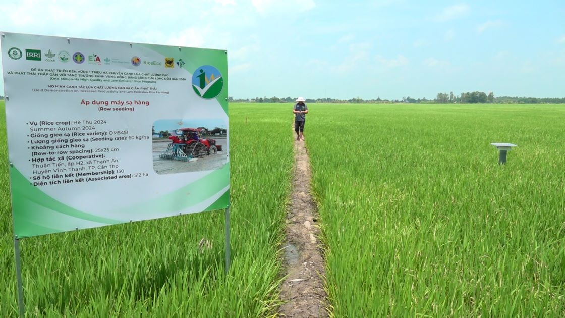 Nơi thực hiện thí điểm đề án 1 triệu ha lúa chất lượng cao ở TP Cần Thơ. (Hình ảnh vào tháng 5.2024) Ảnh: Tạ Quang.