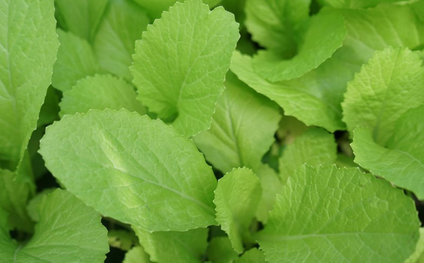 Green leafy vegetables are nutritious foods that should be added to meals. Photo: Thanh Thanh