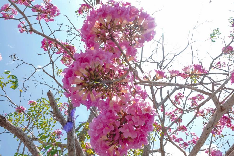 Hoa kèn hồng còn được gọi là hoa chuông hồng, có nguồn gốc từ châu Mỹ. Loài hoa này thường bắt đầu nở vào khoảng tháng 2 – 3 hằng năm.