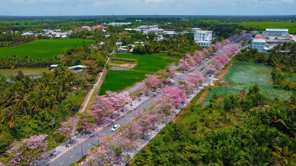 Mỗi độ tháng 3, tuyến đường dẫn vào trung tâm hành chính huyện Châu Thành, tỉnh Sóc Trăng lại khoác lên mình sắc hồng rực rỡ của hoa kèn hồng. Những hàng cây đồng loạt nở hoa, tạo nên khung cảnh lãng mạn, thu hút nhiều du khách đến tham quan và chụp ảnh.