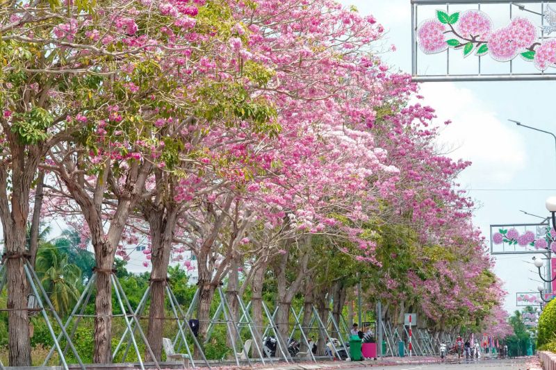 Con đường kèn hồng nằm trên tuyến đường Hùng Vương dài khoảng 1 km. Dọc hai bên đường hiện có gần 300 cây kèn hồng được trồng thành hàng thẳng tắp.