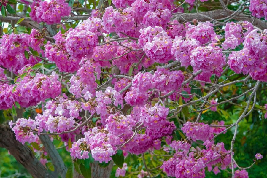 Khi vào mùa, cây gần như rụng hết lá, chỉ còn lại những chùm hoa màu hồng phấn bung nở, tạo thành “con đường hoa” đặc trưng của địa phương.