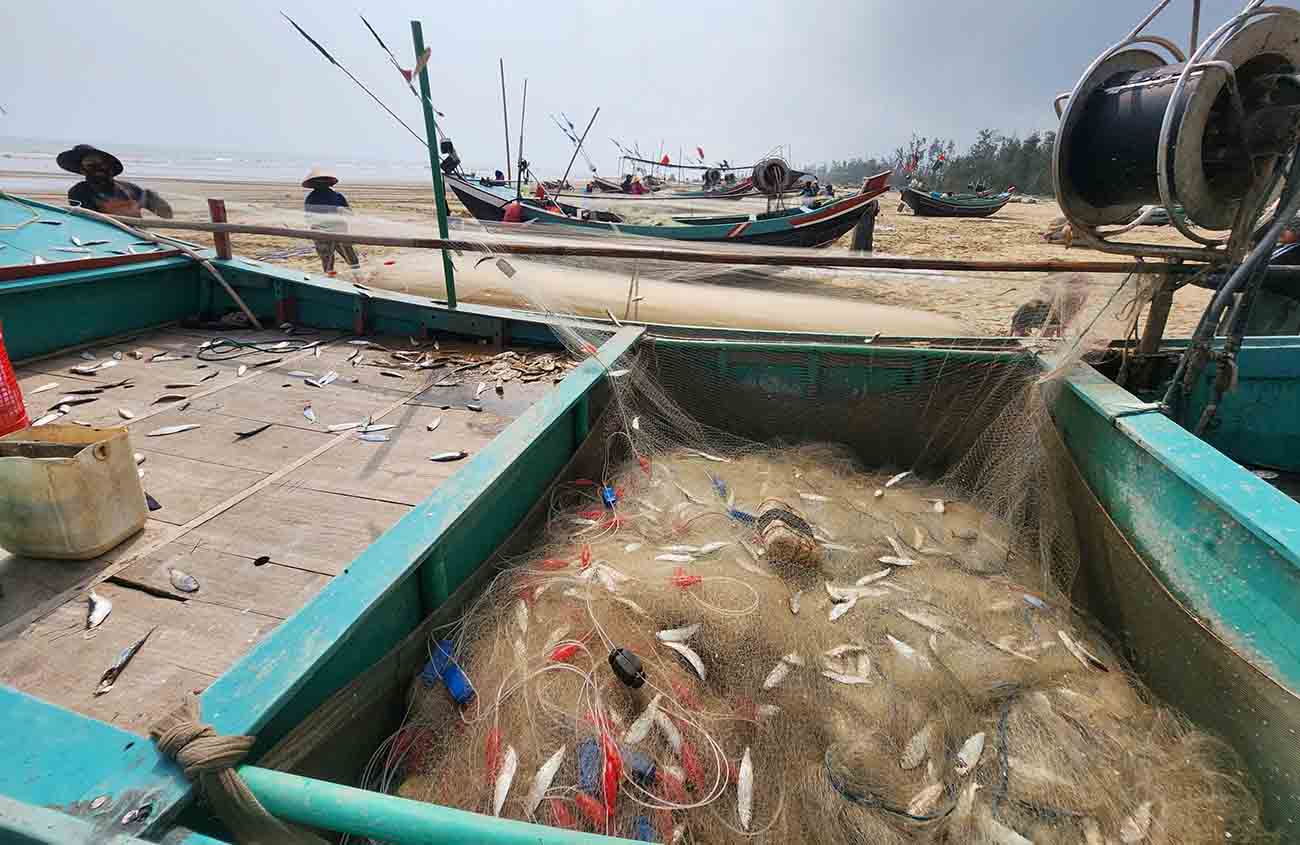 Những tấm lưới mắc nhiều cá trích. Ảnh: Trần Tuấn