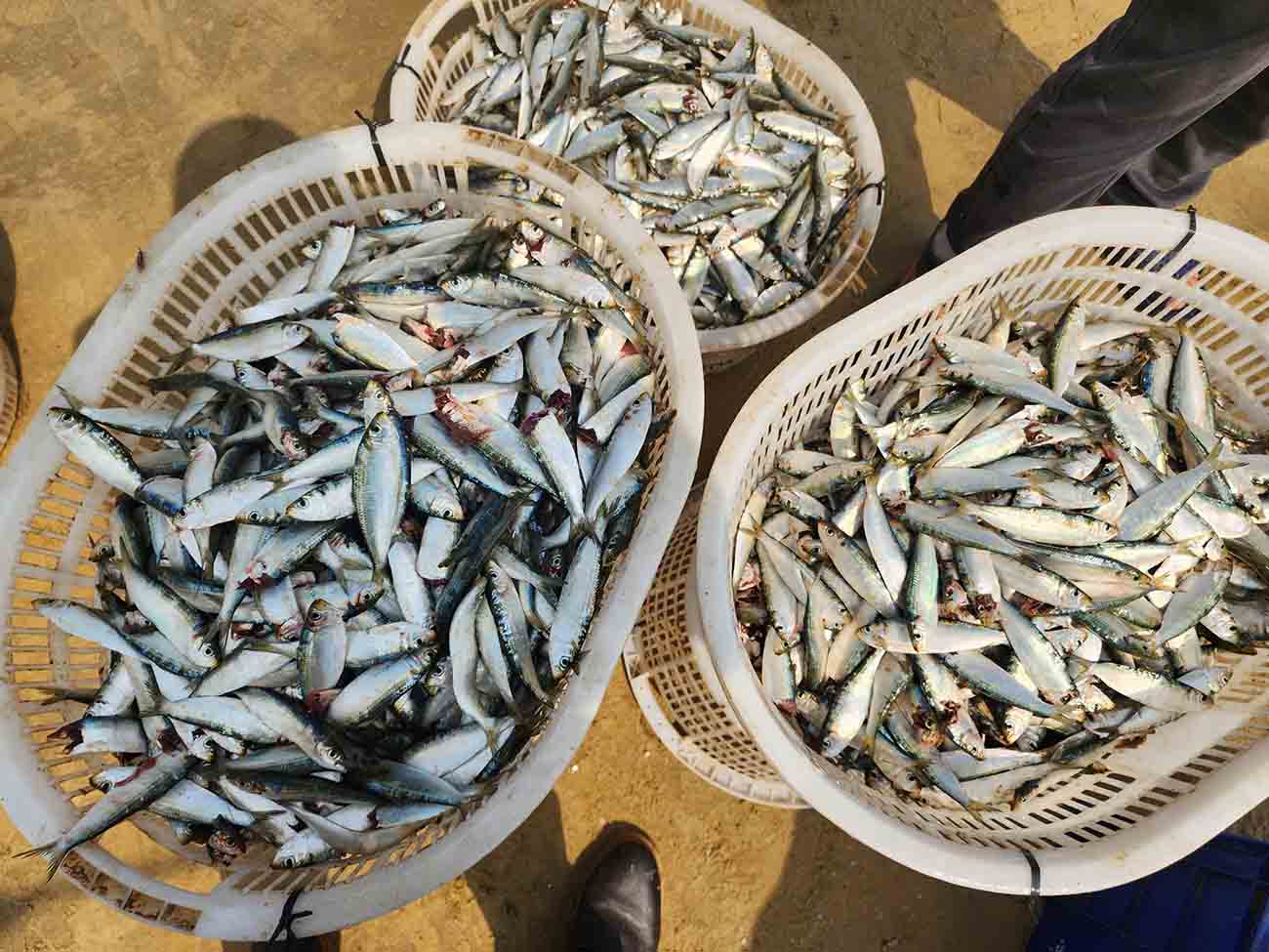 Many Ha Tinh fishermen have a bumper harvest of herring. Photo: Tran Tuan