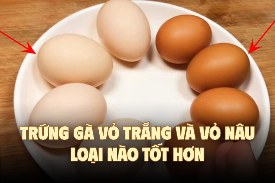 Which types of white and brown chicken eggs are better