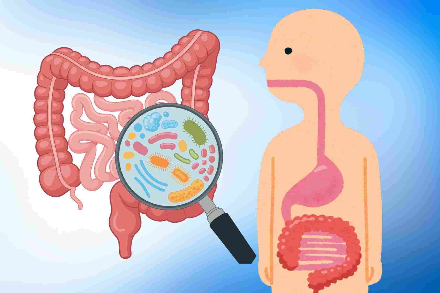 3 types of vegetables that help laxative and naturally cleanse the intestines