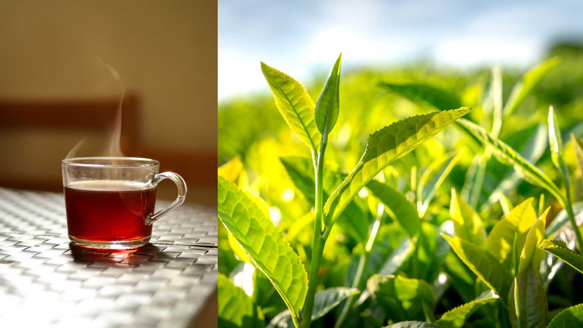 El té verde es rico en antioxidantes, que pueden ayudar a reducir el colesterol y mejorar la presión arterial. Gráfico: Dinh Dinh