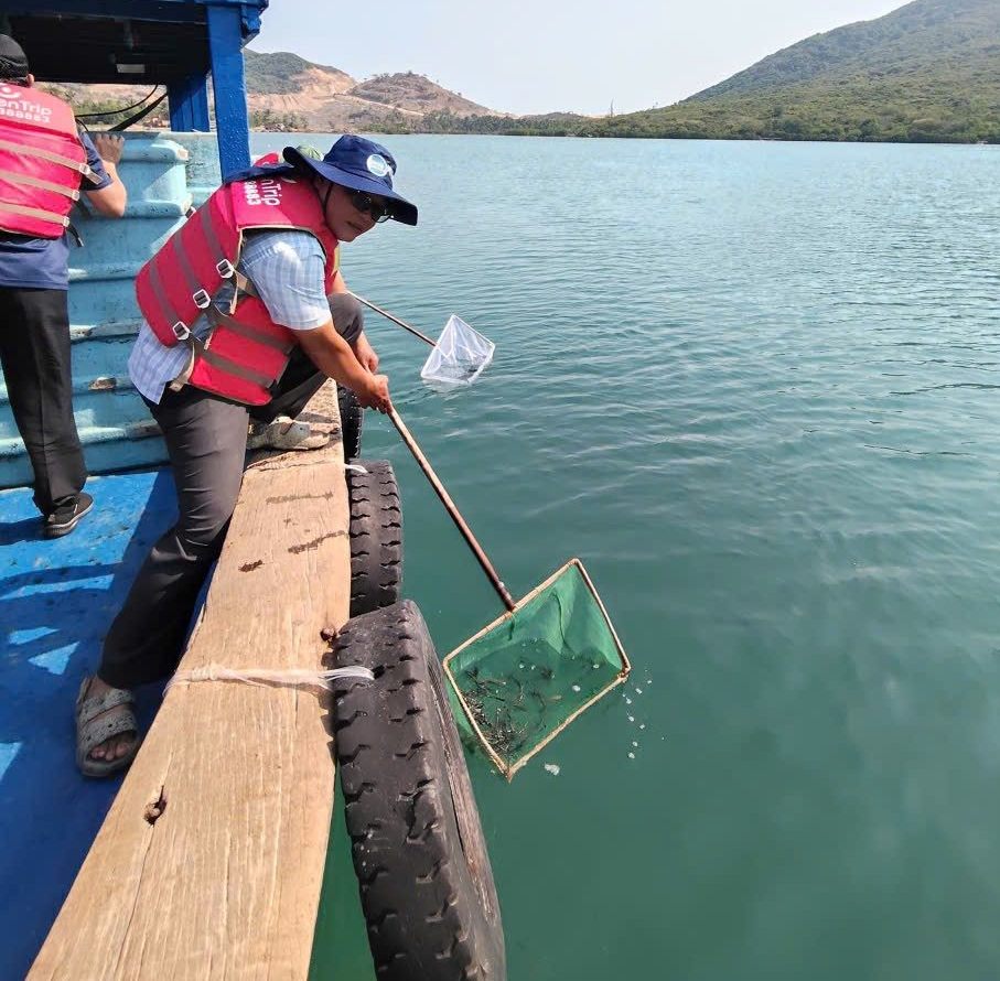 Local authorities released more than 4.5 million seedlings into the Dam Bay area of Nha Trang Bay. Photo: Nha Trang Bay Management Board
