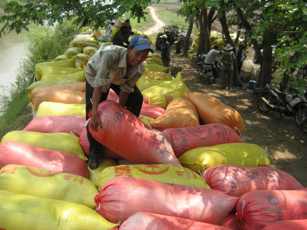 Việc mở rộng xuất khẩu gạo vào thị trường Trung Quốc có ý nghĩa quan trọng đến việc hâm nóng giá lúa vùng ĐBSCL. Ảnh: Thanh Mai