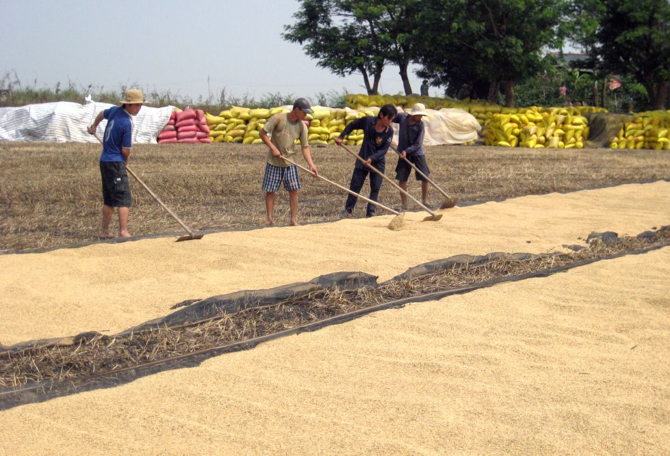 To move towards export market stability, Vietnam's rice industry needs to invest in deep processing and build a rice brand that meets international standards. Photo: Thanh Mai
