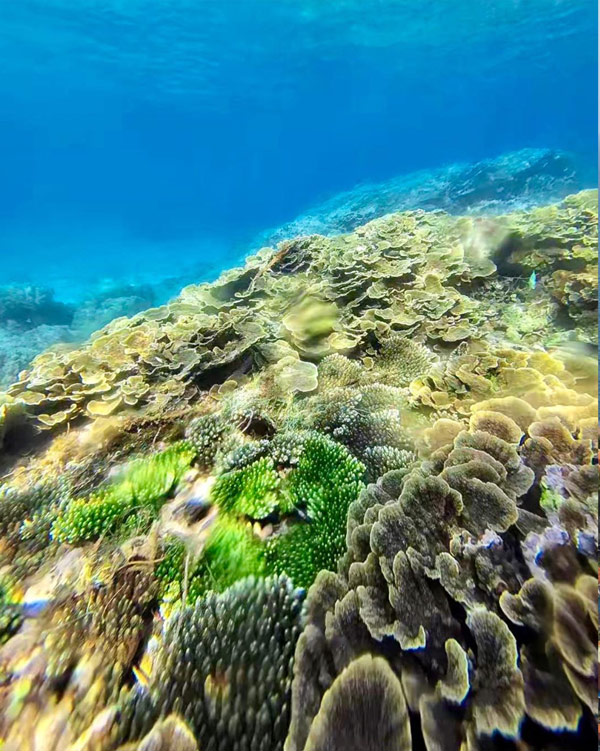 Chỉ với khoảng 350.000 đồng cho 2 người, du khách có thể đi thuyền thúng ra đảo, kèm áo phao và kính lặn để ngắm những rạn san hô tuyệt đẹp. Du khách có thể ngắm nhìn các loại san hô từ san hô mềm, san hô đá, đến san hô dạng bắp cải với đủ màu sắc.