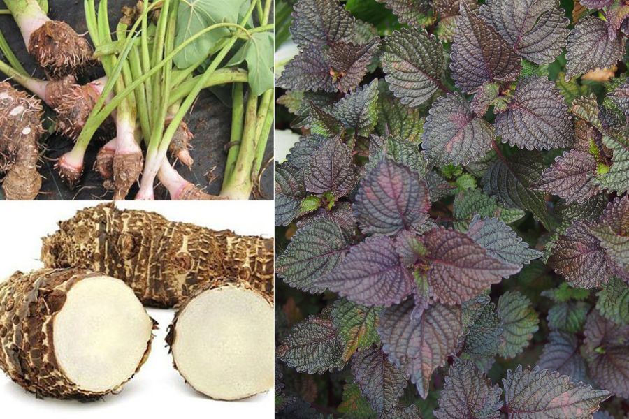 The use of common folk medicinal herbs in folk medicine brings efficiency in reducing blood uric acid levels. Photo: Nhu Ha