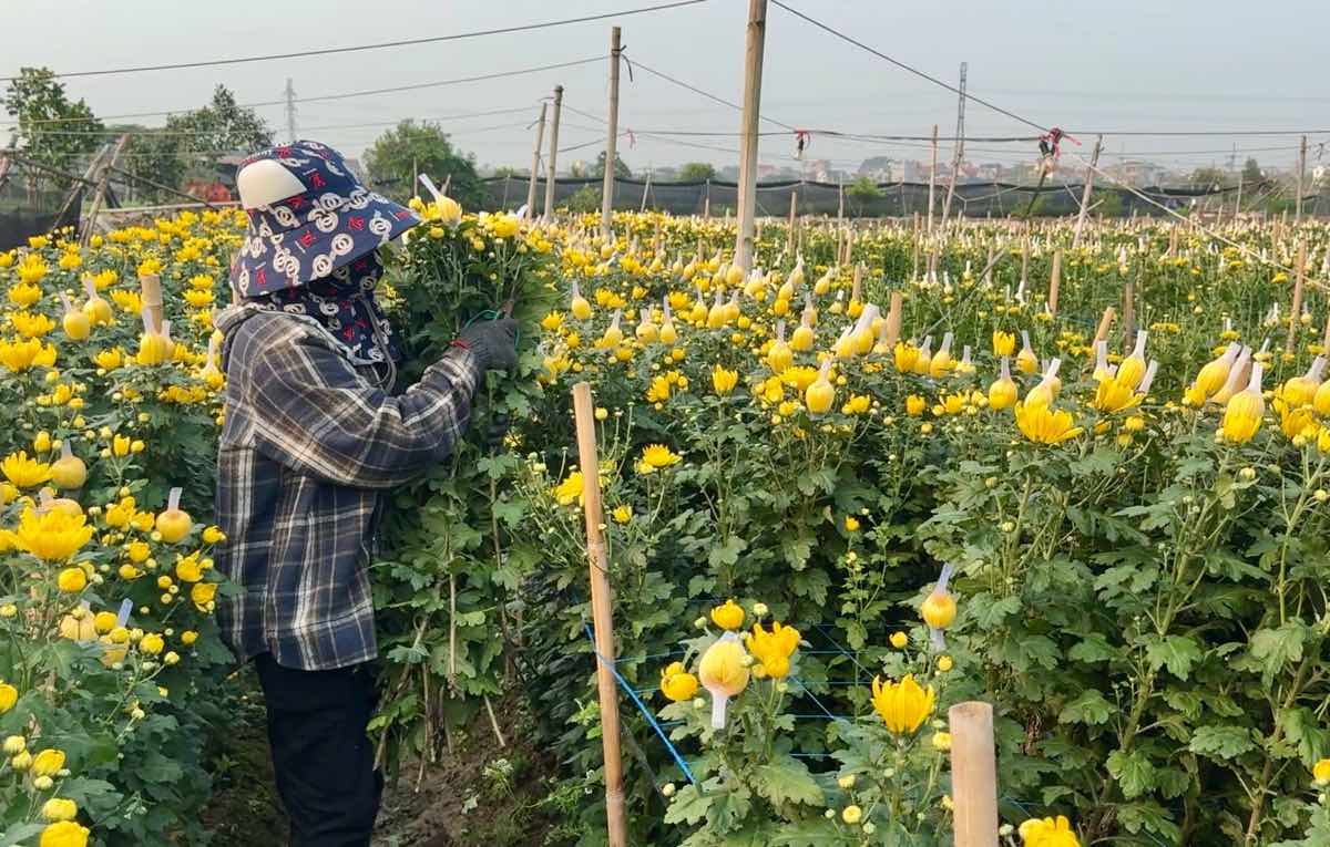 People in the Tay Tuu flower growing area make efforts to save gardens after the hailstorm