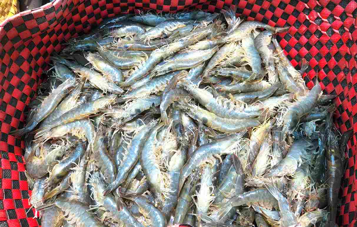 Giá tôm nguyên liệu tại Cà Mau giảm sâu so với thời điểm trước Tết Nguyên đán. Ảnh: Nhật Hồ.