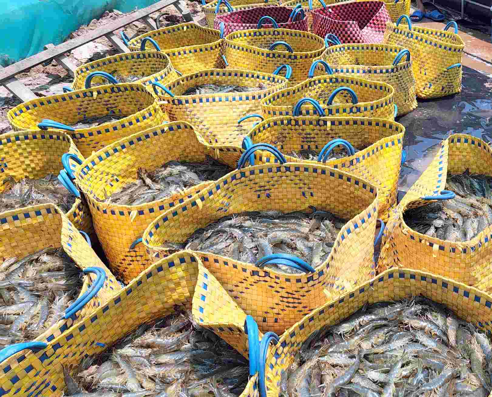 Raw shrimp prices decrease, Ca Mau shrimp farmers face difficulties. Photo: Nhat Ho.