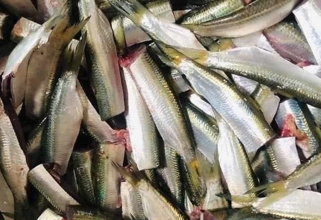 Herring is considered one of the fatty fish that is good for health. Photo: Kieu Vu
