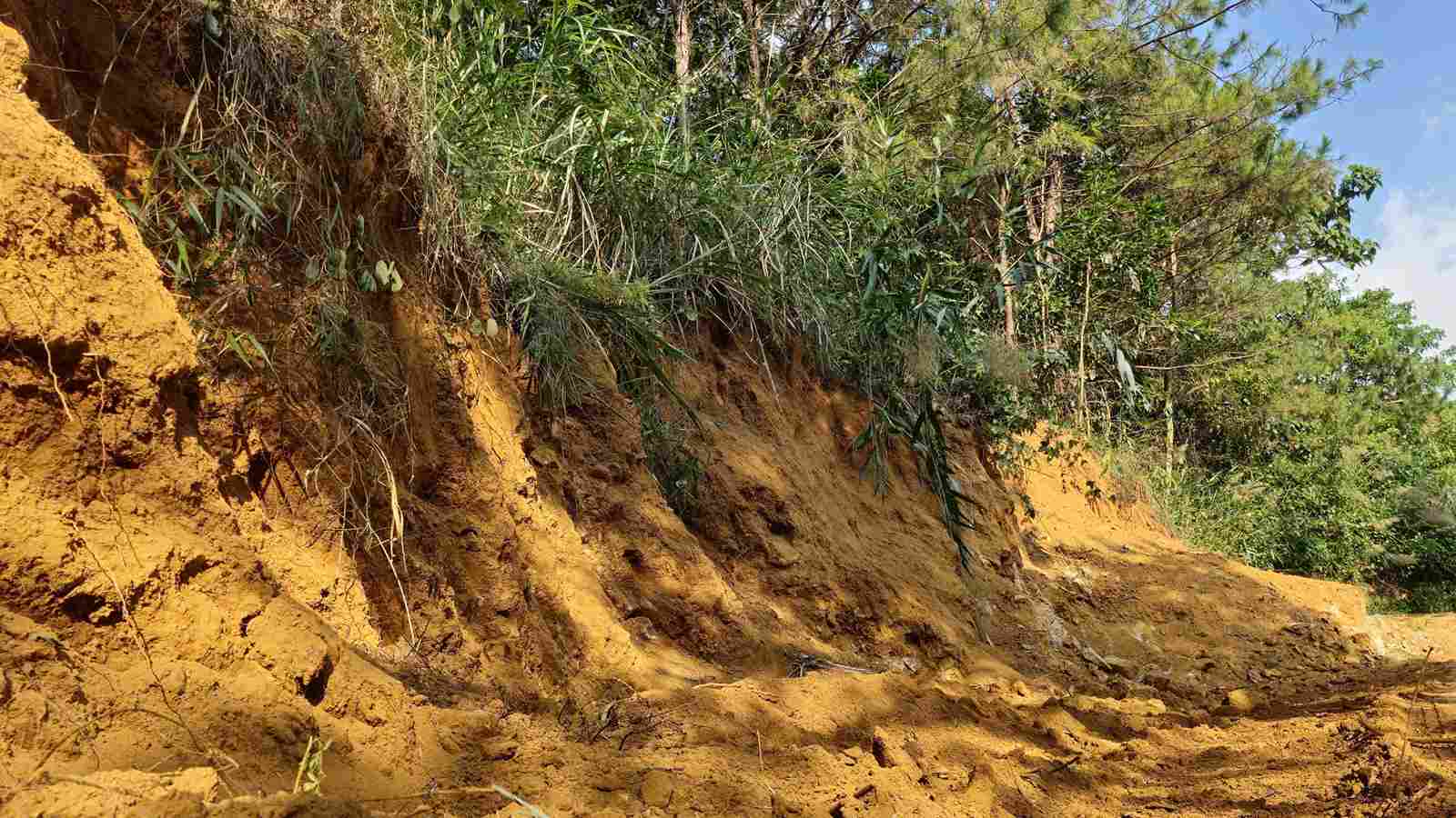 Việc mở đường đã lấn sâu vào đồi thông bên cạnh tạo thành taluy âm tiềm ẩn nguy cơ sạt lở khi mùa mưa đến. Ảnh: Phúc Khánh 