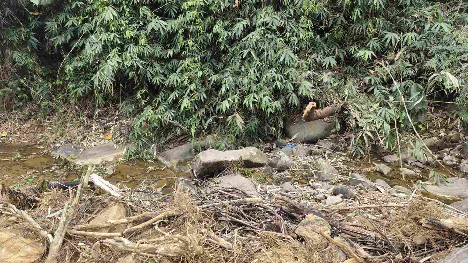 Cây rừng bị phát dọn, đốn hạ trong quá trình san gạt, đào múc. Ảnh: Phúc Khánh 