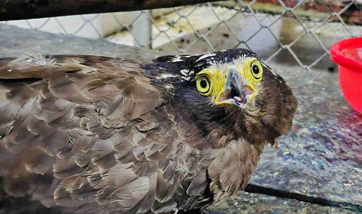 A bird's-eye bird kite weighing about 2 kg before handover. Photo: Nguyen Thuong
