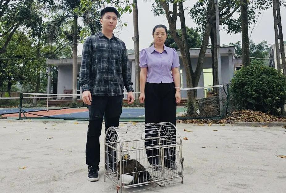 Bàn giao cá thể diều hoa Miến Điện nặng 2 kg về trung tâm cứu hộ. Ảnh: Nguyên Thương