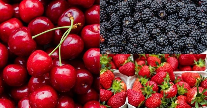 Bất ngờ với quả mọng quen thuộc giúp gan khỏe, bụng êm
