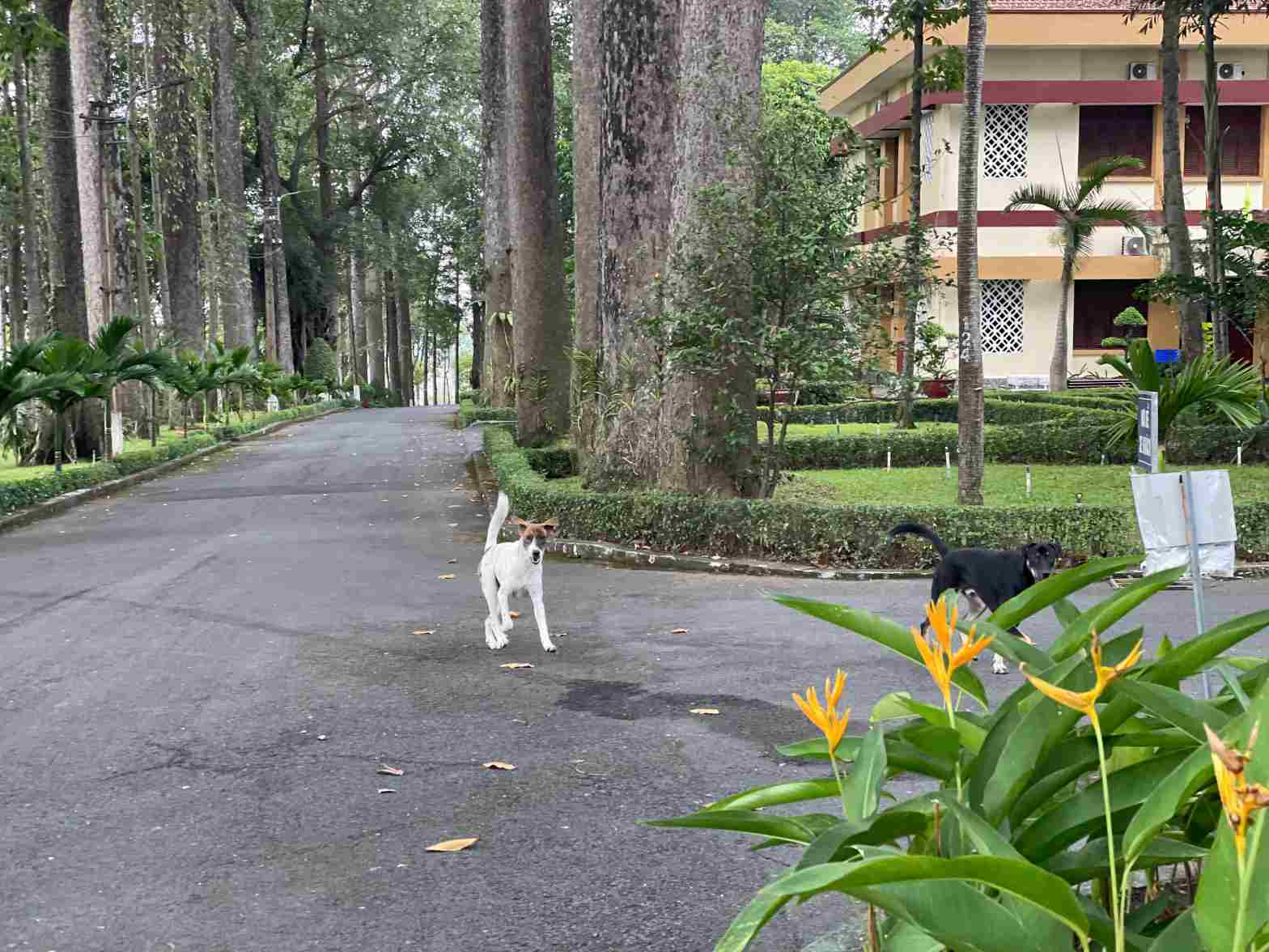 Những con chó dũ không được rọ mõm chạy trong trụ sở phường Thủ Dầu Một. Ảnh: Dương Bình