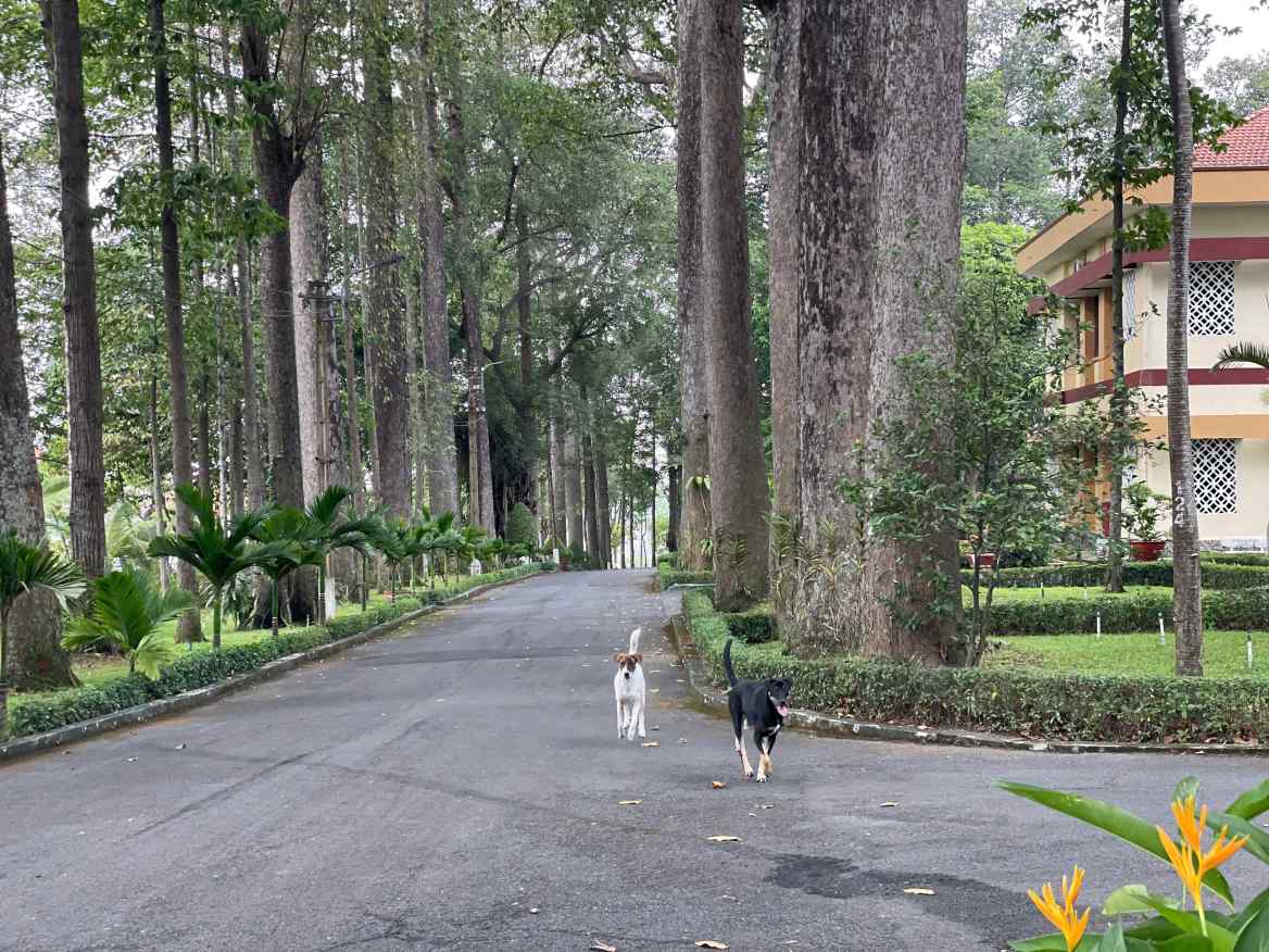 Những con chó không được rọ mõm thả trong trụ sở phường Thủ Dầu Một. Ảnh: Đình Trọng