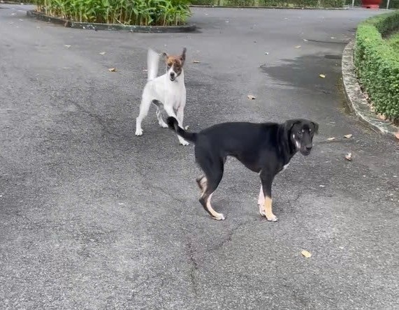 Perros dentro de la sede del barrio de Thu Dau Mot. Foto: Duong Binh