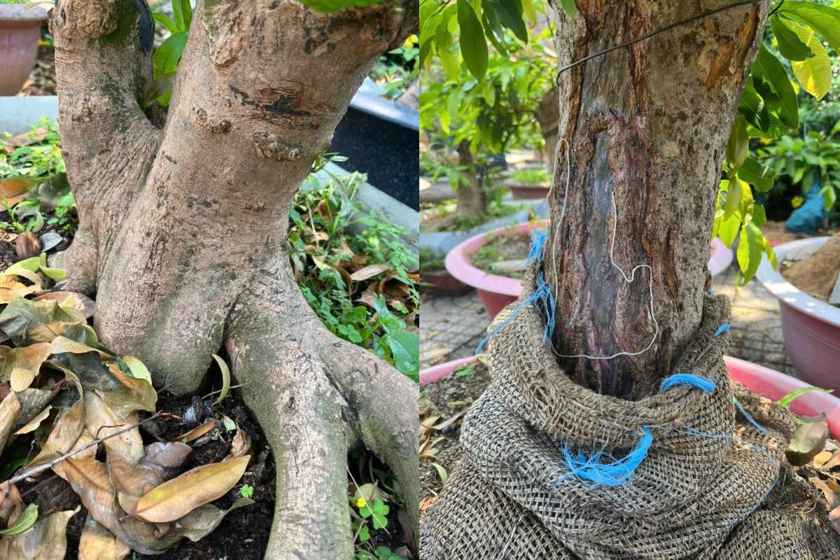 Một số gốc mai vàng trong số tang vật đang được lực lượng chức năng thu giữ. Ảnh: VQGCĐ